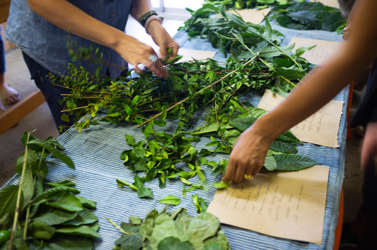 Intro to Herbalism Workshop - Recap